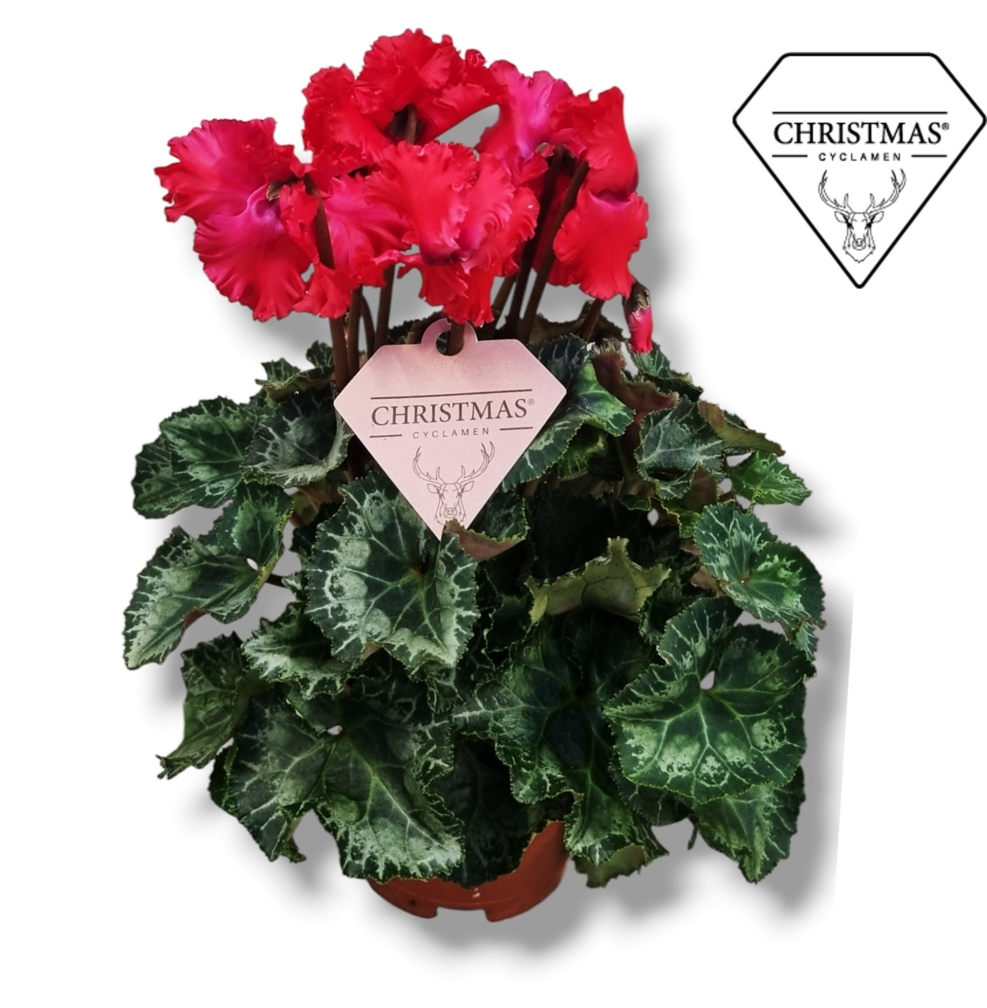 Cyclamen Merengue red 20cm 10.5cm Pot