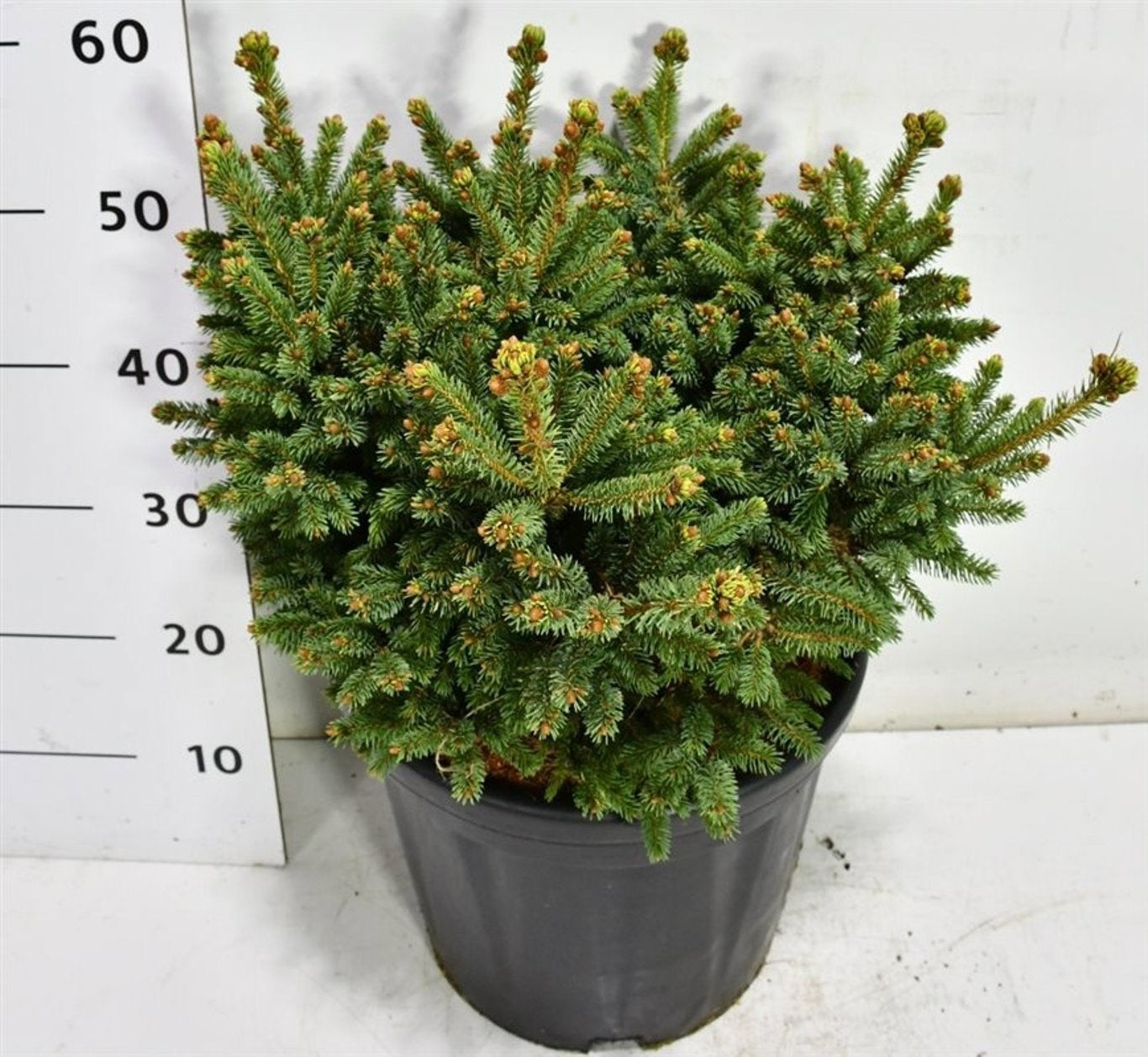 Picea 65cm 40cm Pot