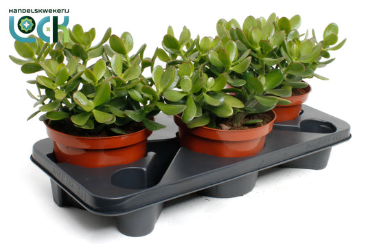 Crassula Argentea ovata 35cm 17cm Pot