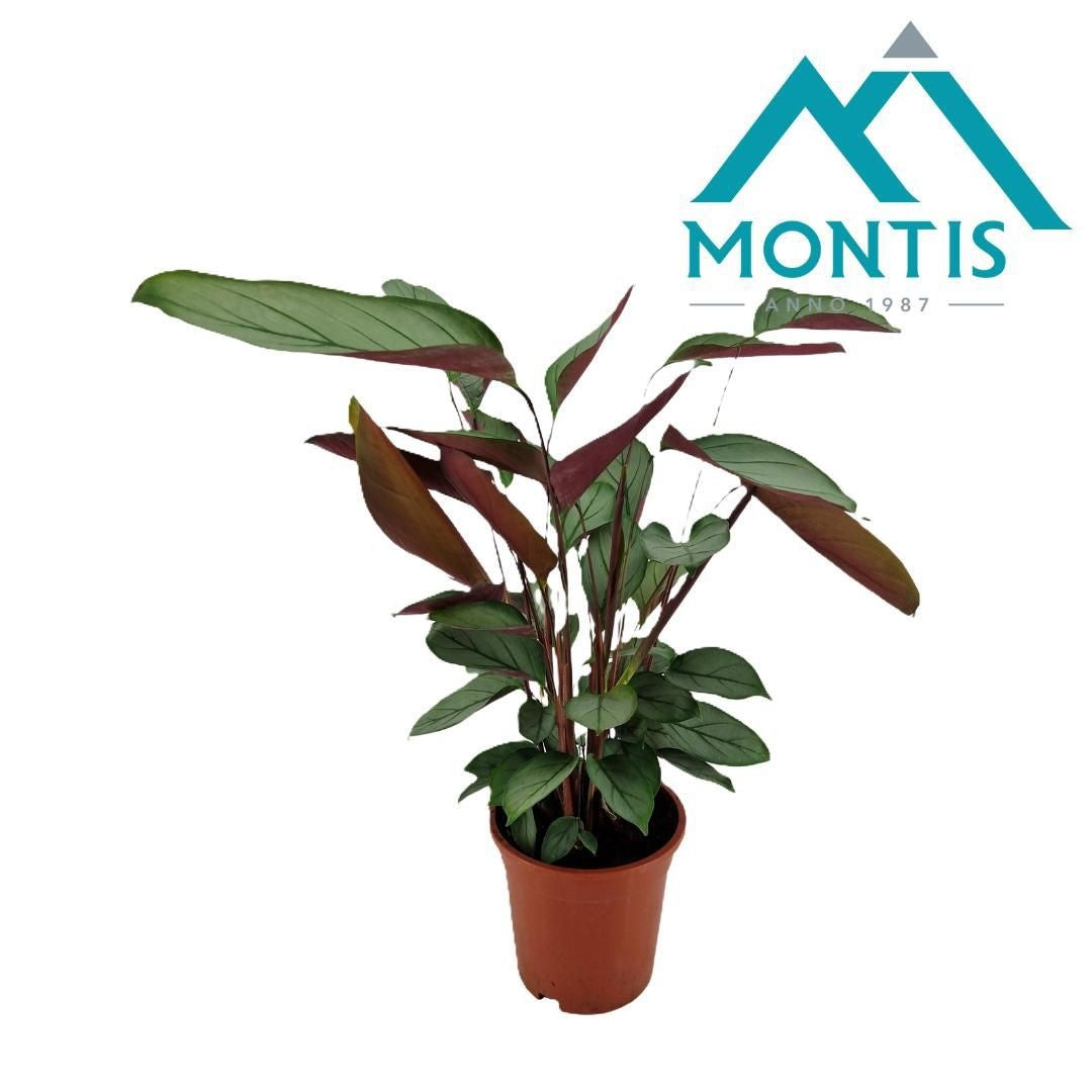 Ctenanthe Hybrid 60cm 17cm Pot