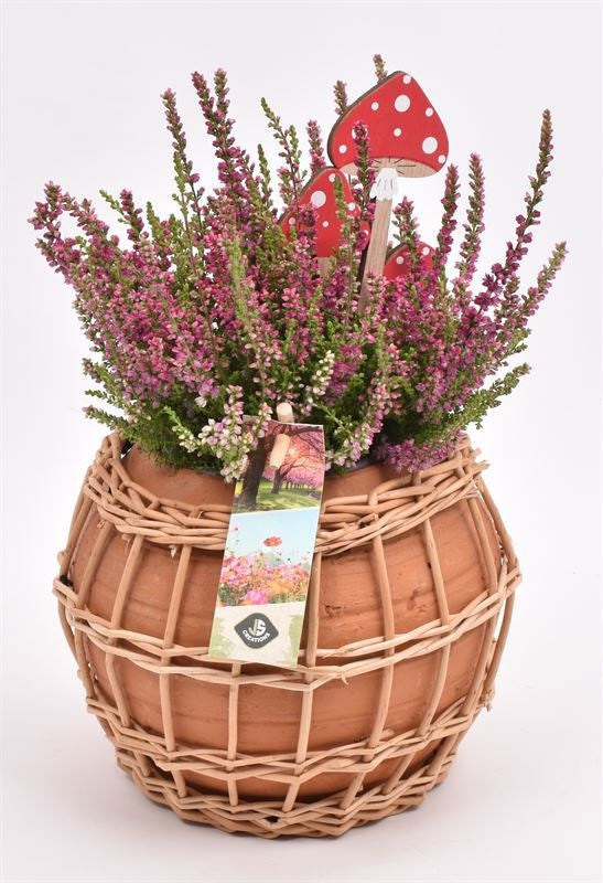 Outdoor arrangement 16cm Pot