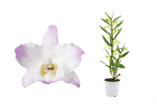 Dendrobium nobile Llilac 50cm 12cm Pot