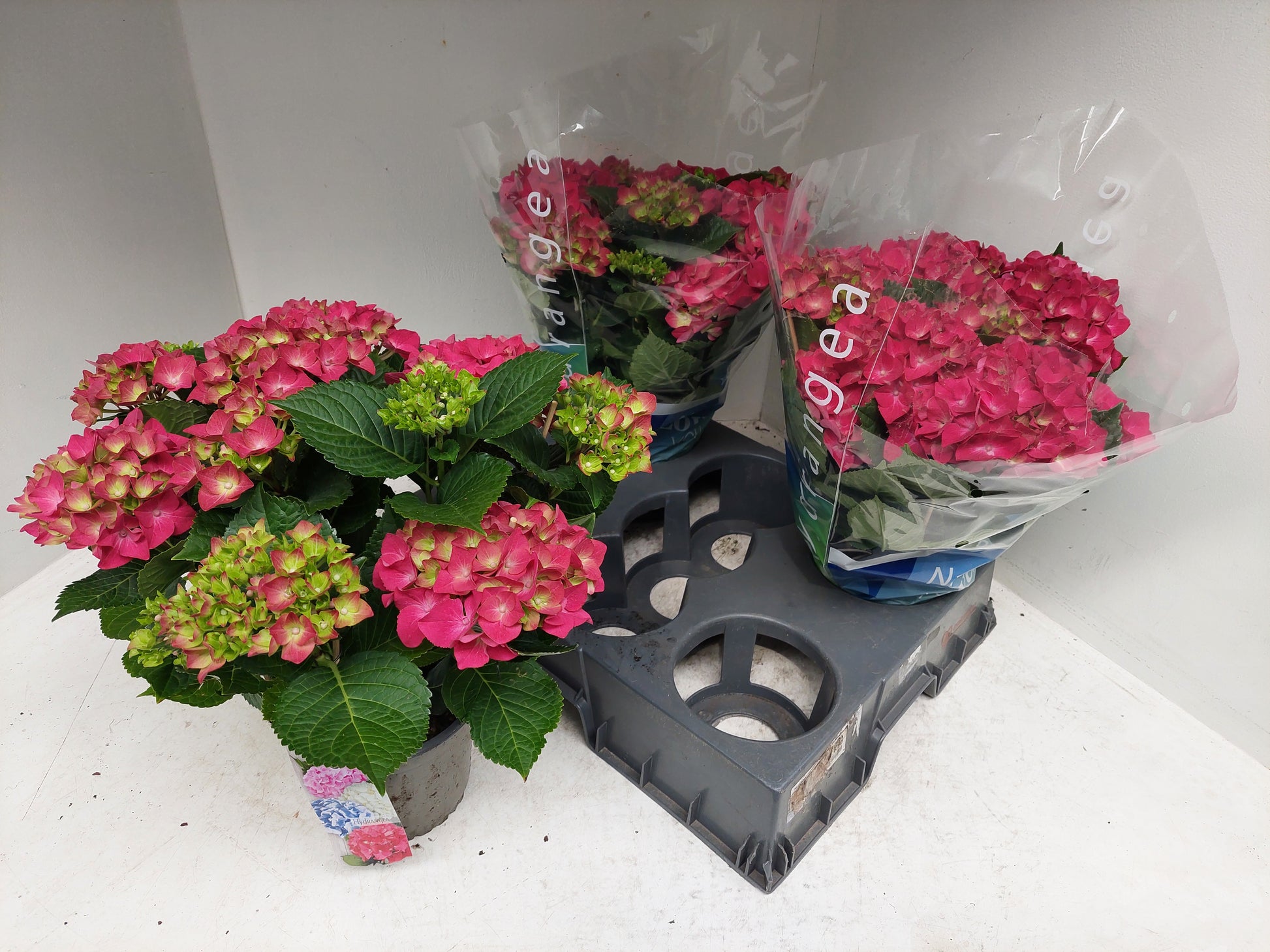 Meeslouwer, Kwekerij Hydrangea Hot Red Pack of 5