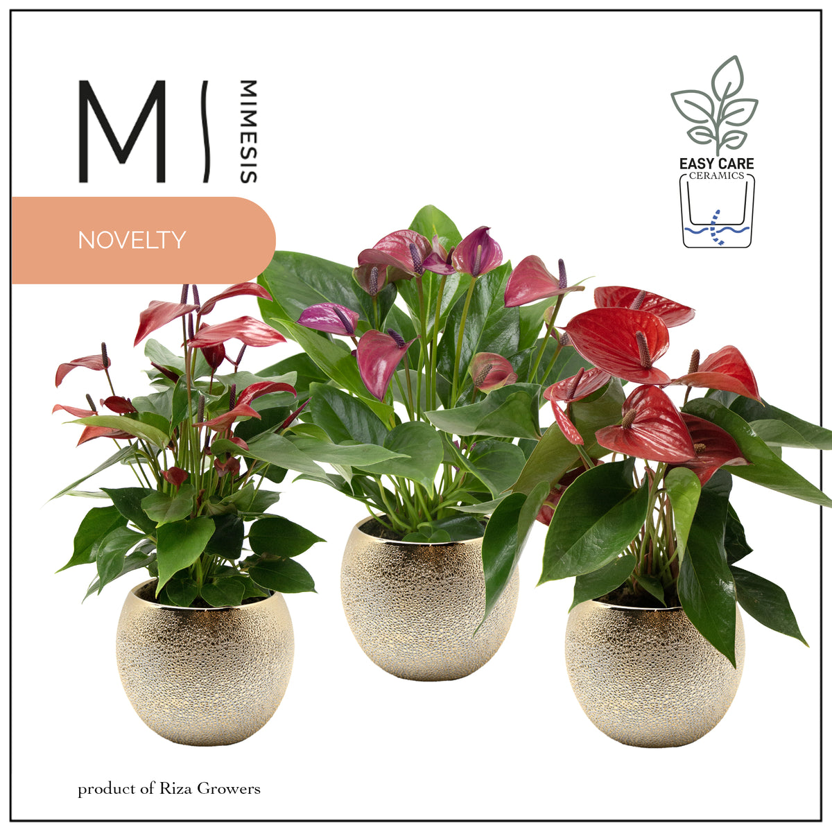 Anthurium mix 45cm 12cm Pot