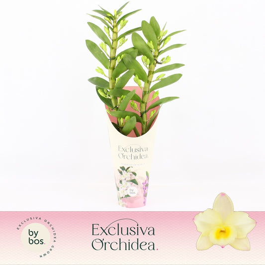 Dendrobium nob. yellow 40cm 12cm Pot