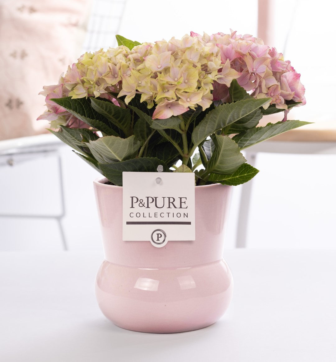 Hydrangea macr. pink (+ drp.Maxima) 25cm 10cm Pot