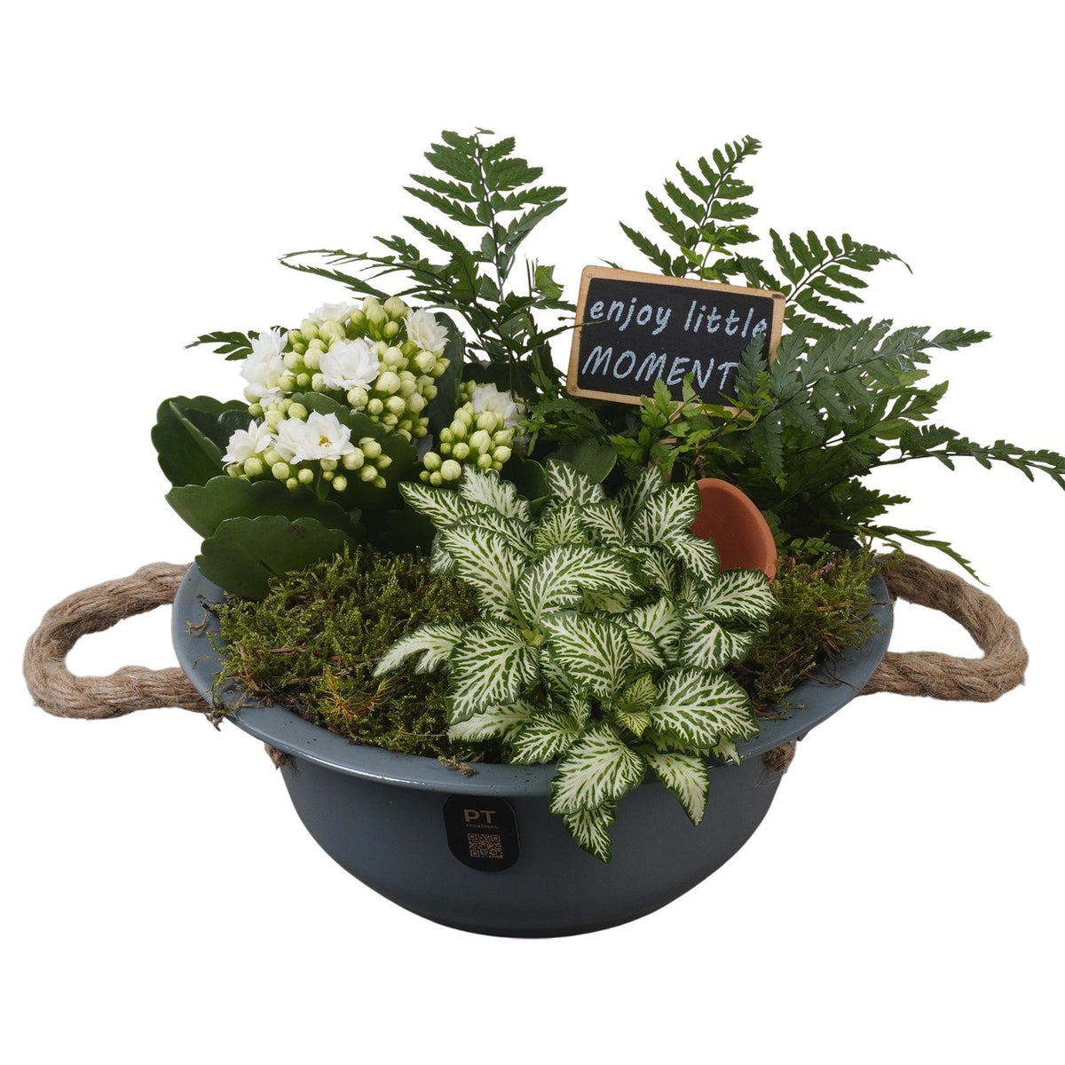 Indoor arrangement 16cm 18cm Pot