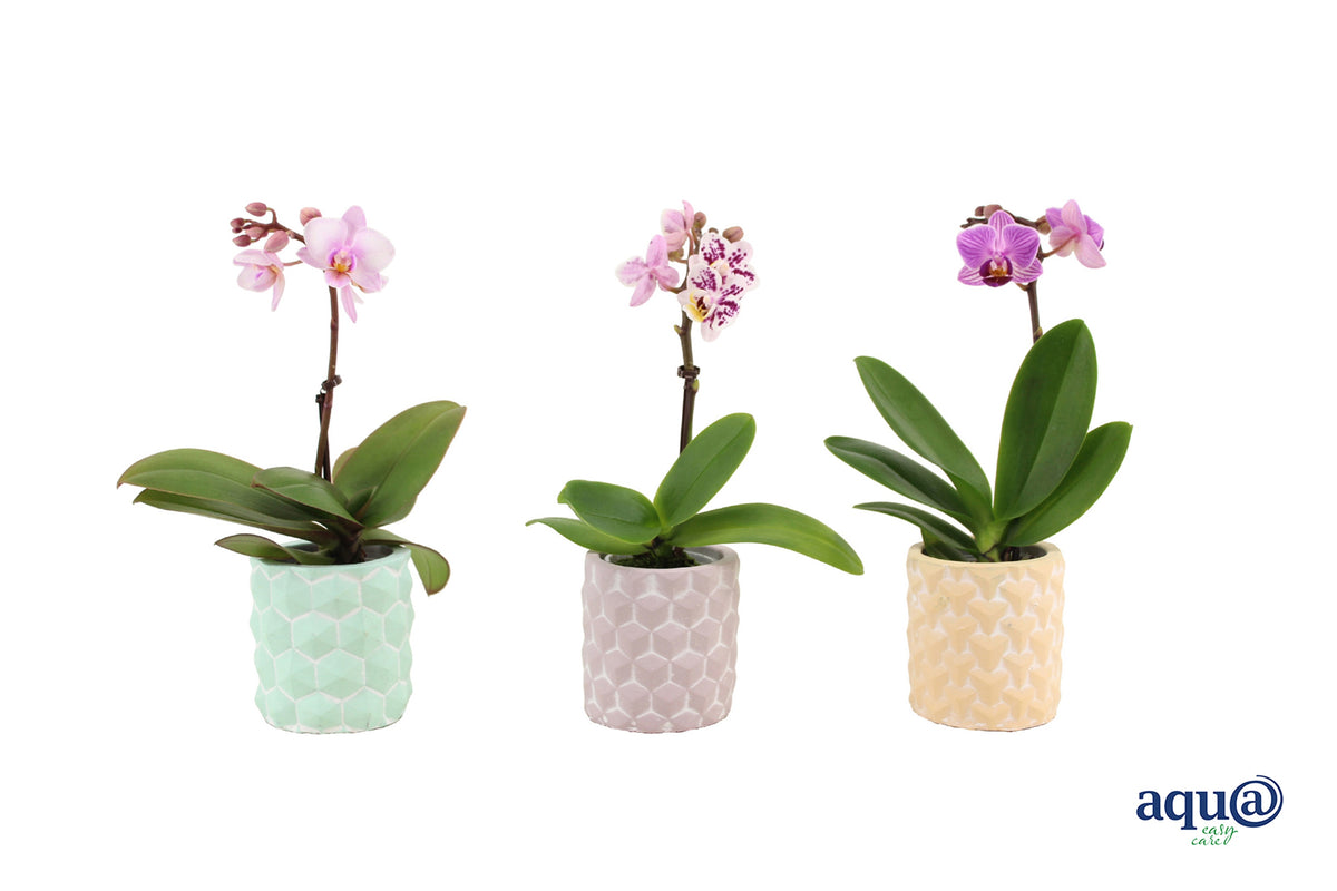 Phalaenopsis mix 17cm 6cm Pot