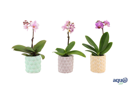 Phalaenopsis mix 17cm 6cm Pot