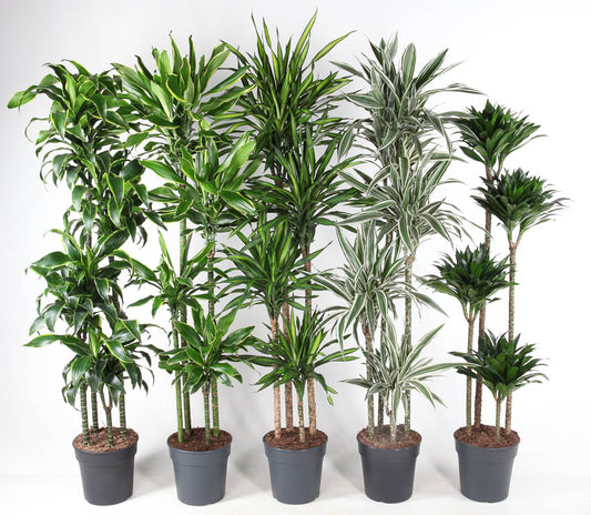 Dracaena mix 170cm 27cm Pot