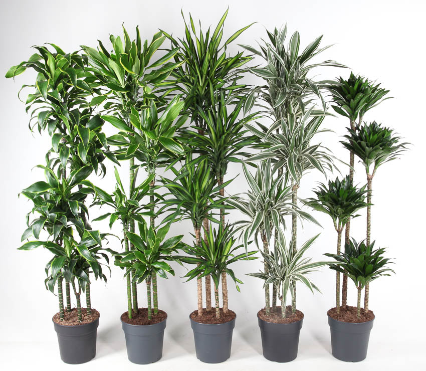 Dracaena mix 170cm 27cm Pot