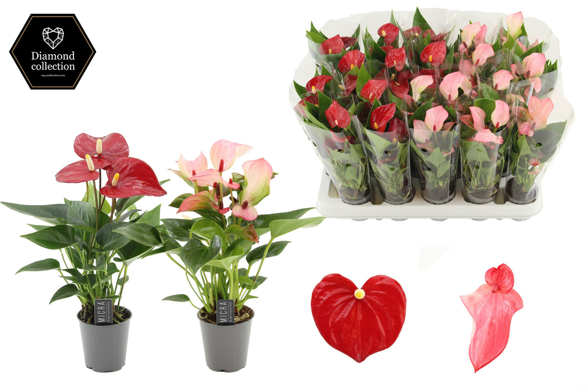Anthurium mix 18cm 6cm Pot