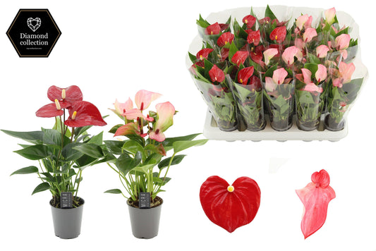 Anthurium mix 18cm 6cm Pot