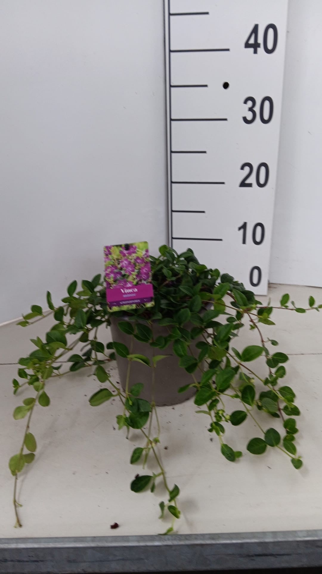 About Plants Zundert BV Vinca Atropurpurea Pack of 1