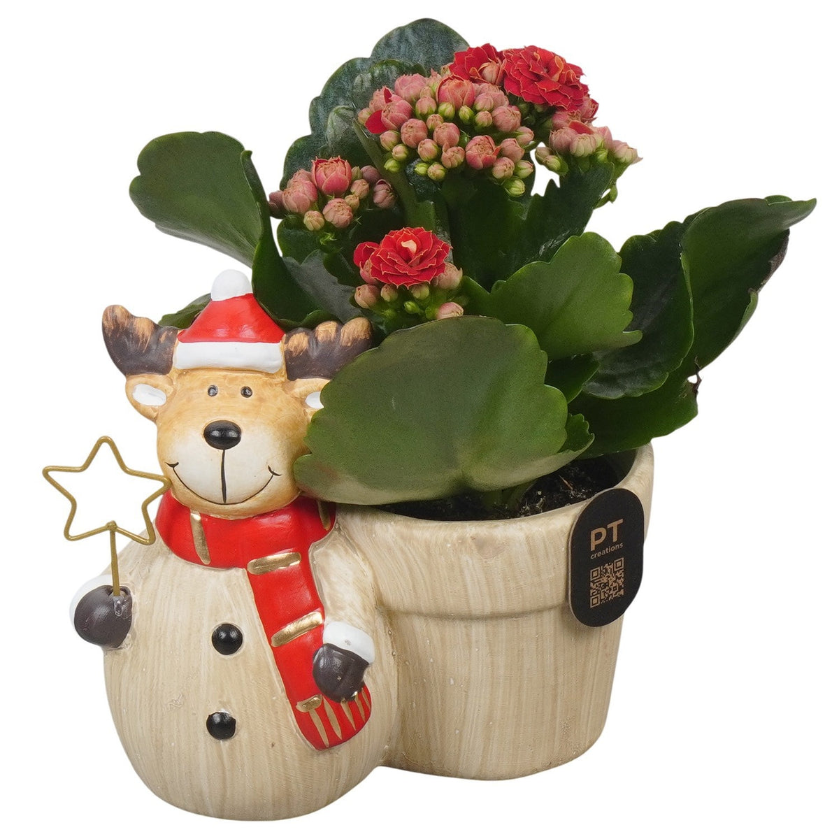 Christmas arrangement 14cm 13cm Pot