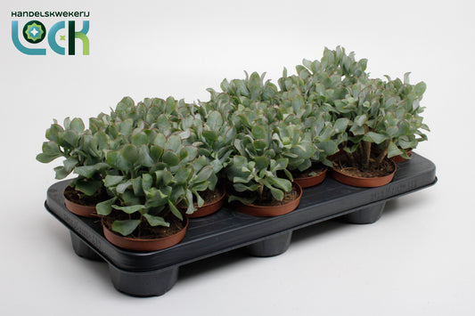 Crassula Cristata 15cm 10.5cm Pot