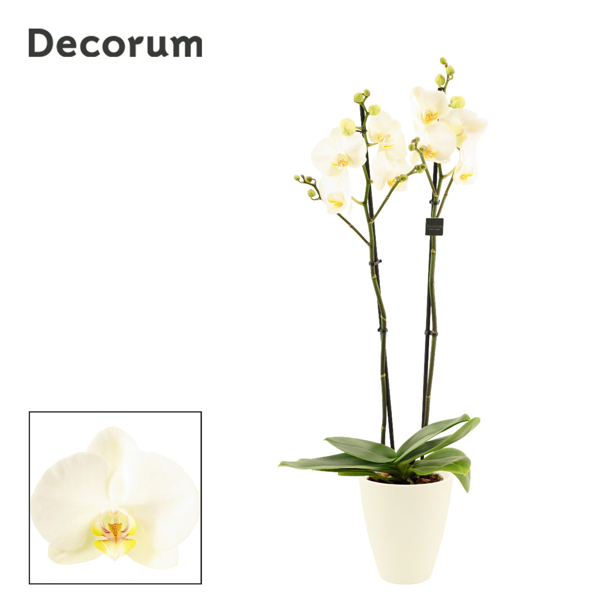 Phalaenopsis white 65cm 12cm Pot
