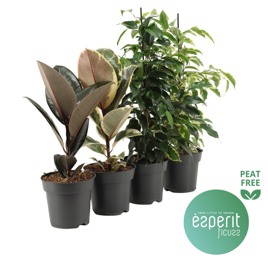 Esperit Plants Ficus mix Pack of 8