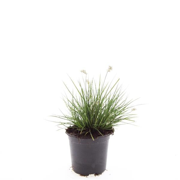Boer, W.T.M. de Pennisetum Little Bunny Pack of 8
