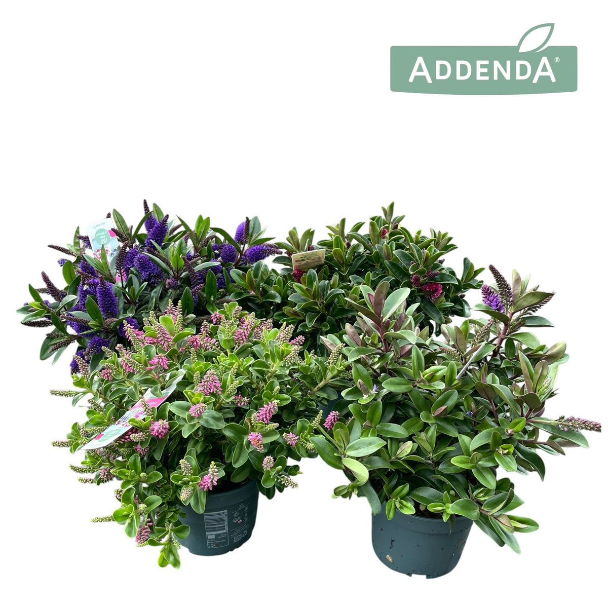 Hebe Addenda mix 30cm 12cm Pot