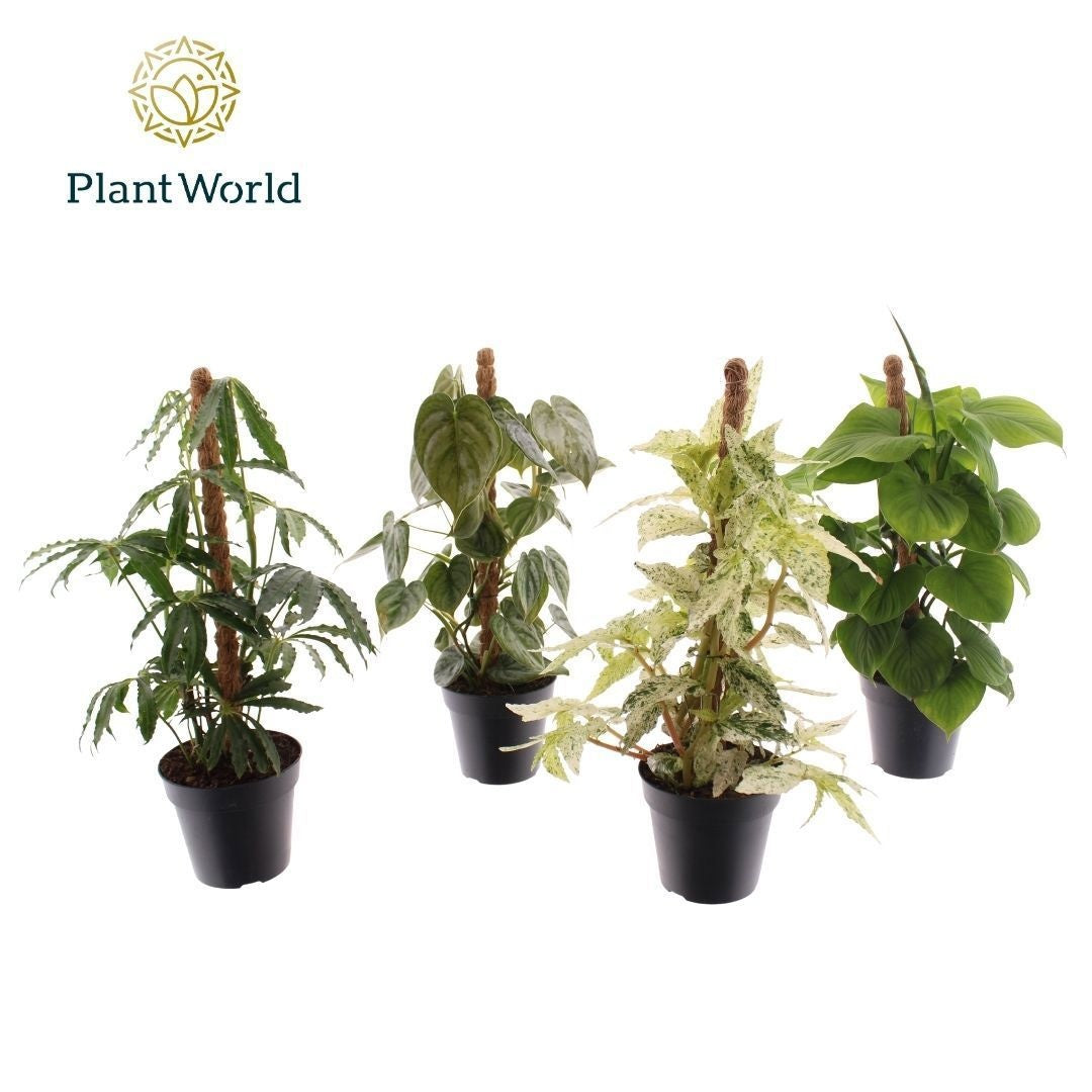 Botanic Mosstok Mix 40cm 12cm Pot