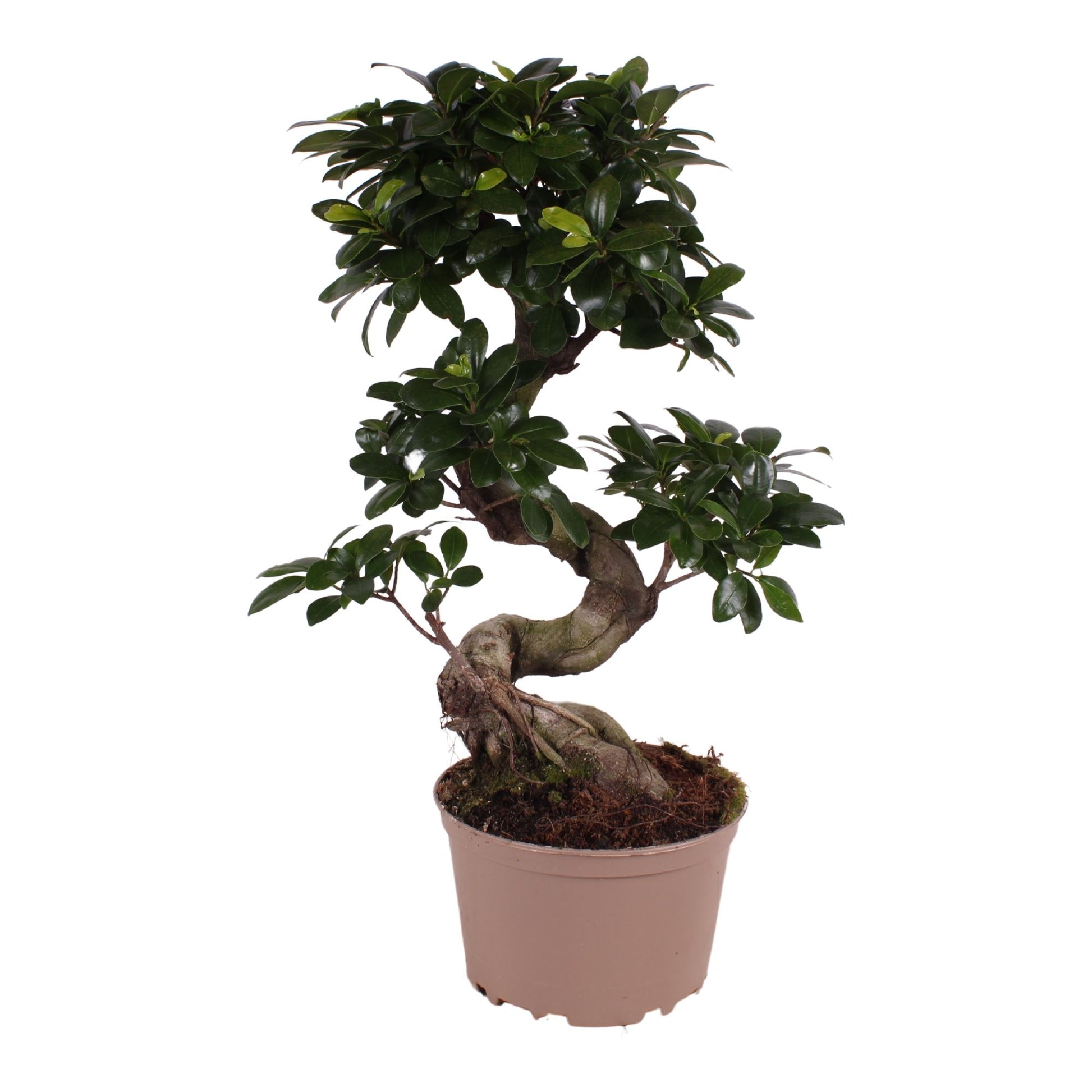 Ficus Ginseng 55cm 20cm Pot
