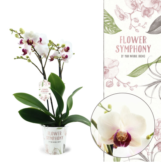 Phalaenopsis mf. Safe Haven 45cm 12cm Pot