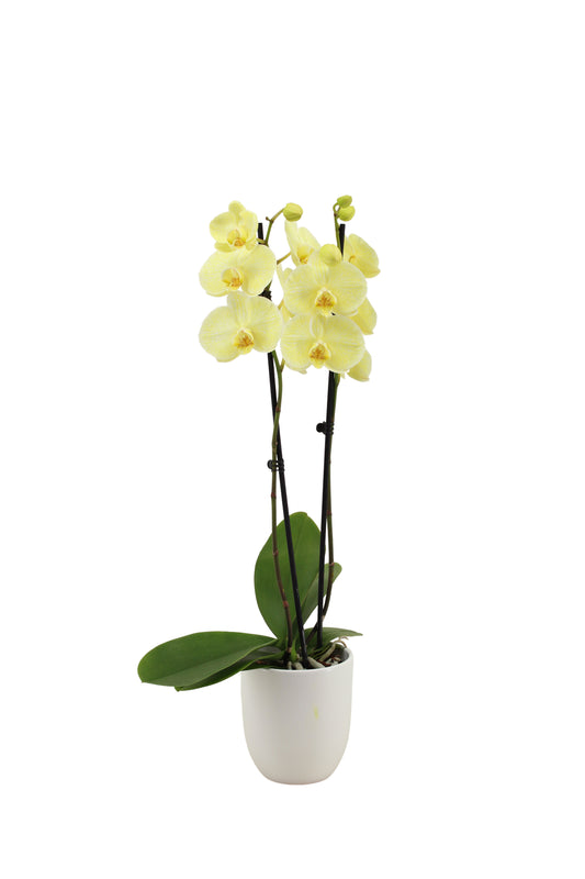 Phalaenopsis Royal yellow 55cm 12cm Pot
