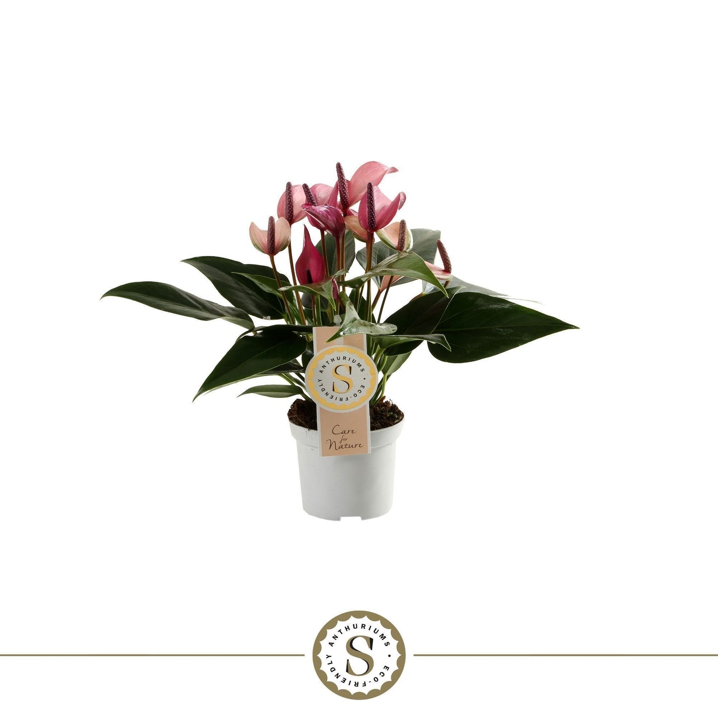 Anthurium Zizou 30cm 9cm Pot