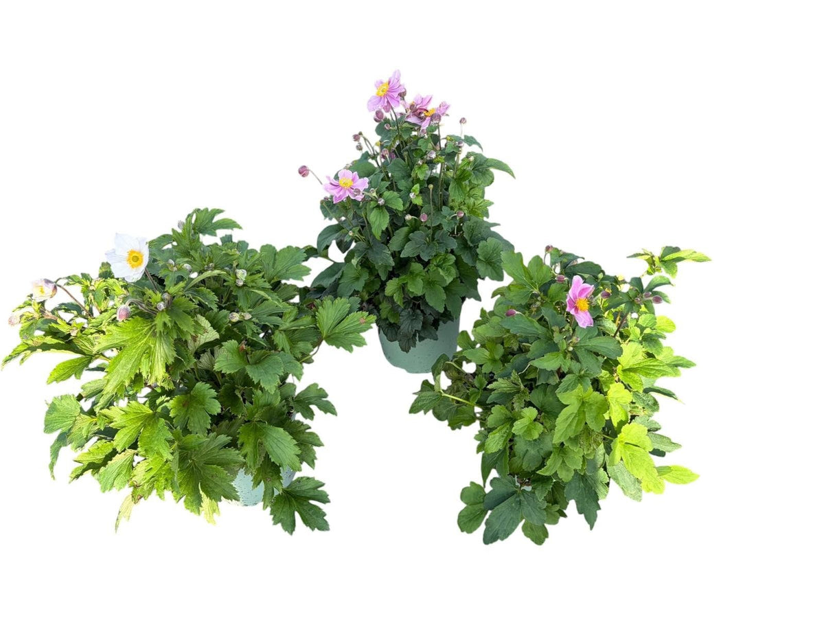 Anemone mix 40cm 17cm Pot