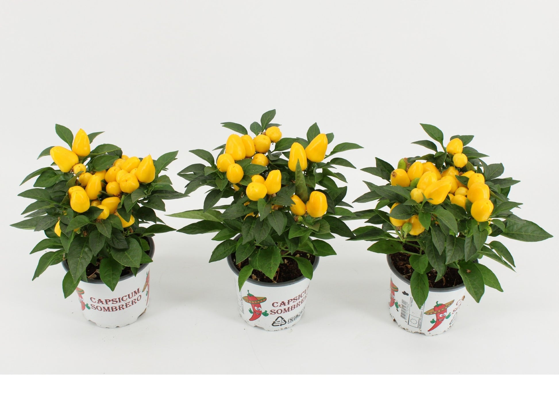 Kwintplant VOF Capsicum ann. Mambo Yellow Pack of 9