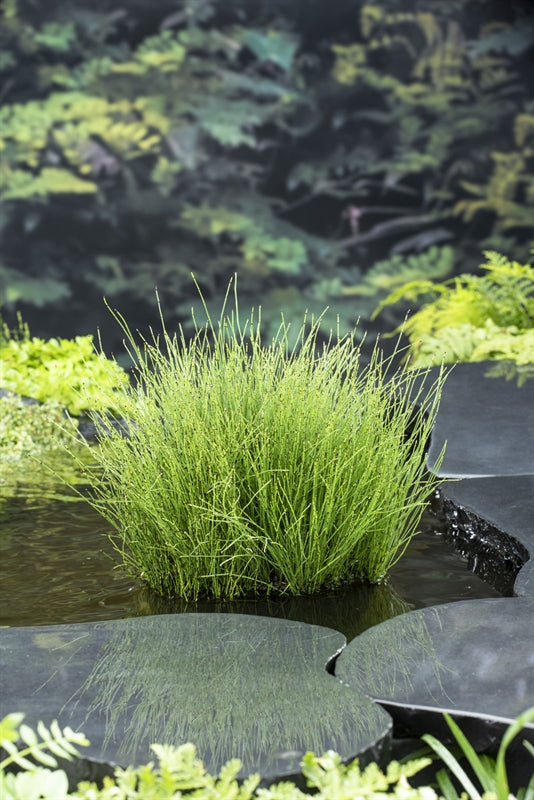 Waterplkw R. Moerings Equisetum scirpoides Pack of 6