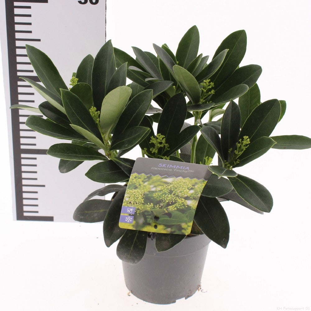Skimmia japonica Finchy 30cm 13cm Pot