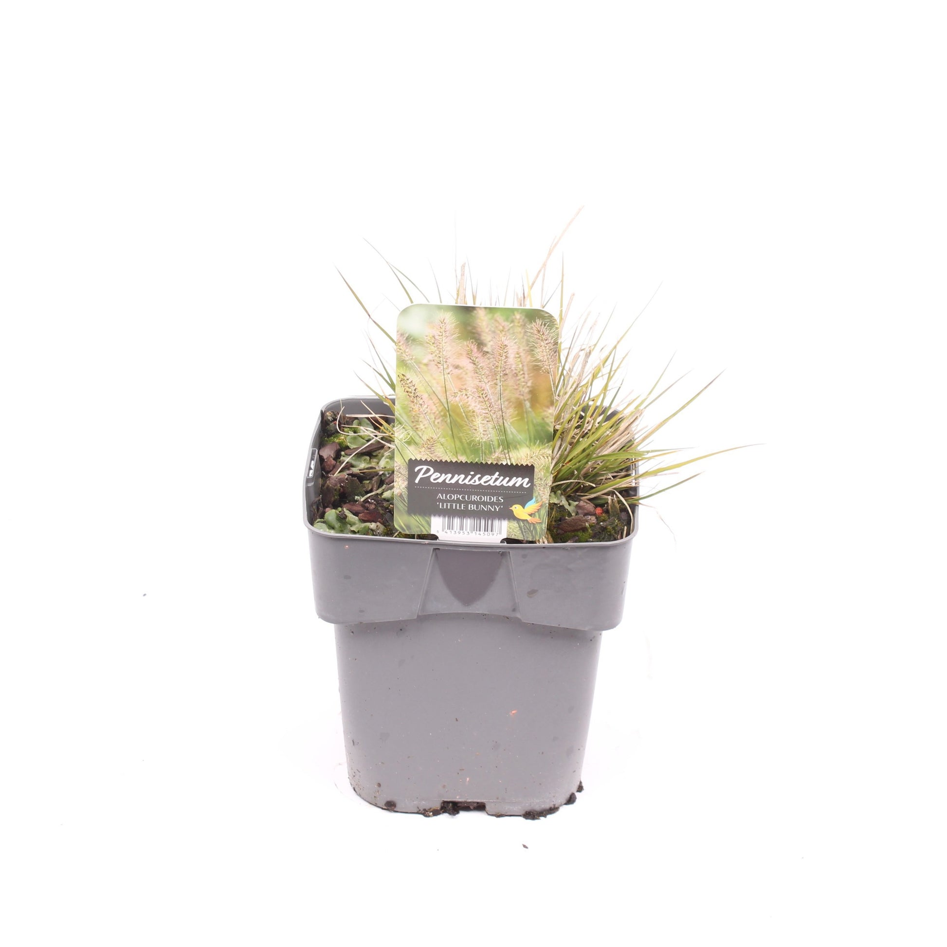 Pennisetum Little Bunny 25cm 17cm Pot