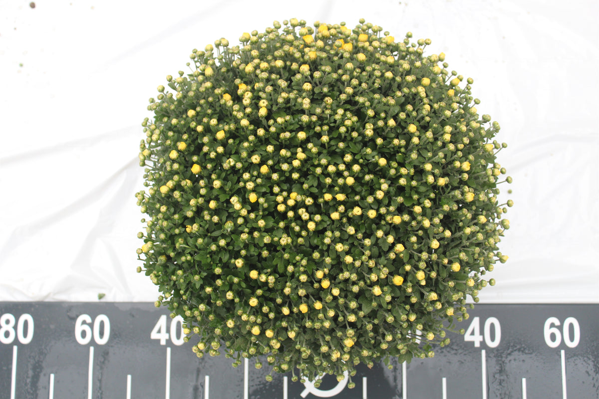 Chrysanthemum indicum 45cm 19cm Pot