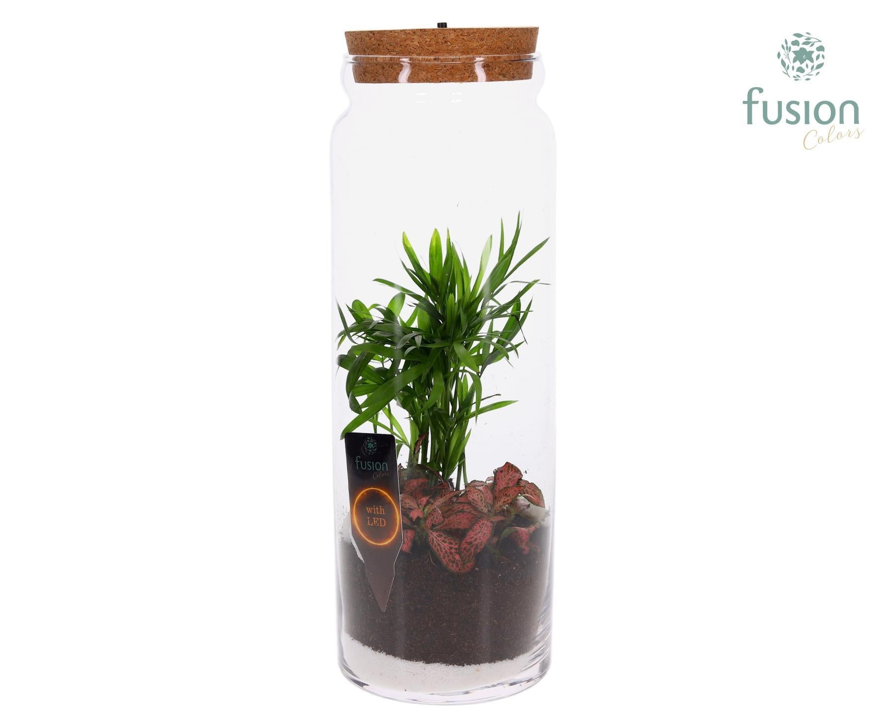 Glas Cilinder vaas met Terrarium Arrangement 2pp 35cm 12cm Pot