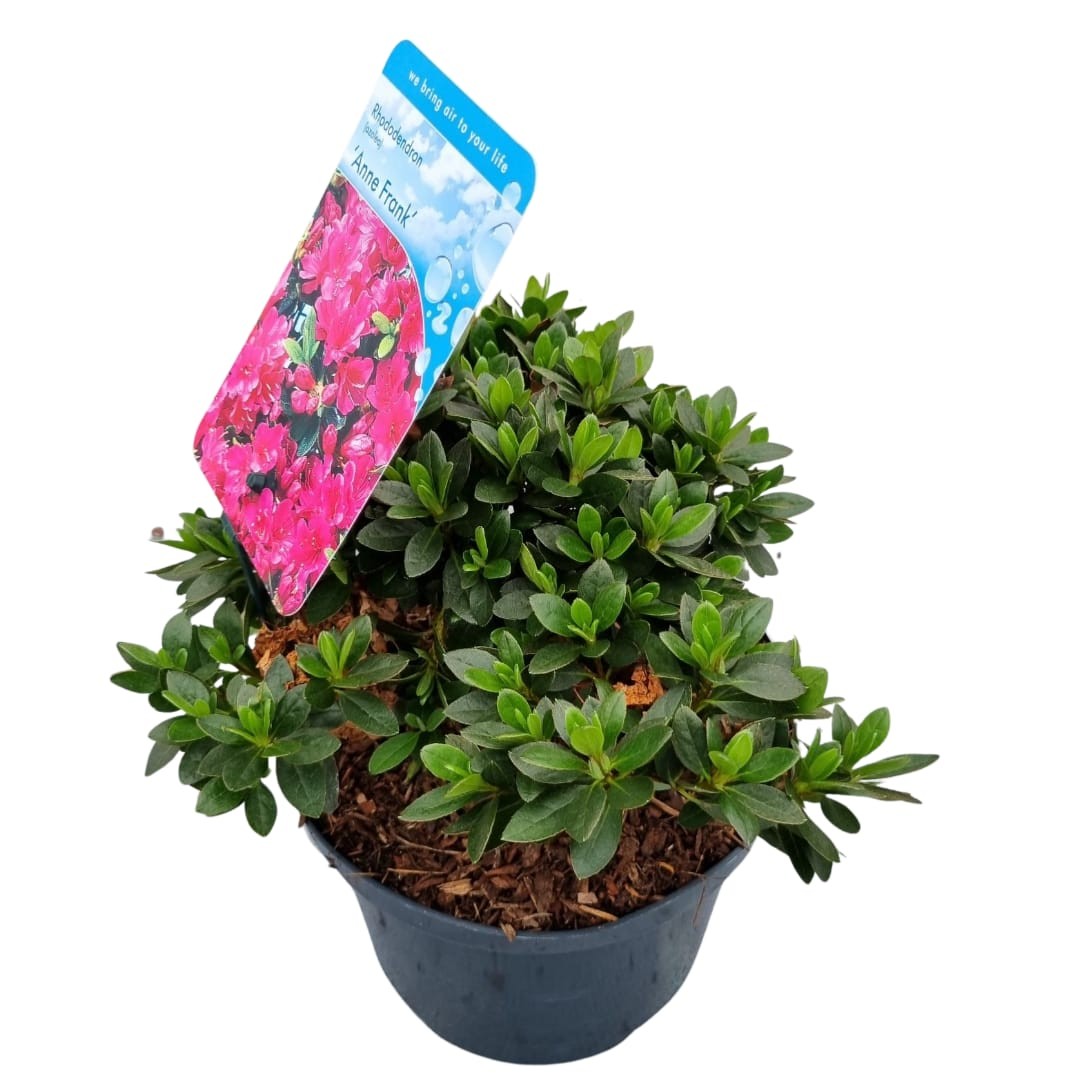 Rhododendron Anne Frank 35cm 18cm Pot