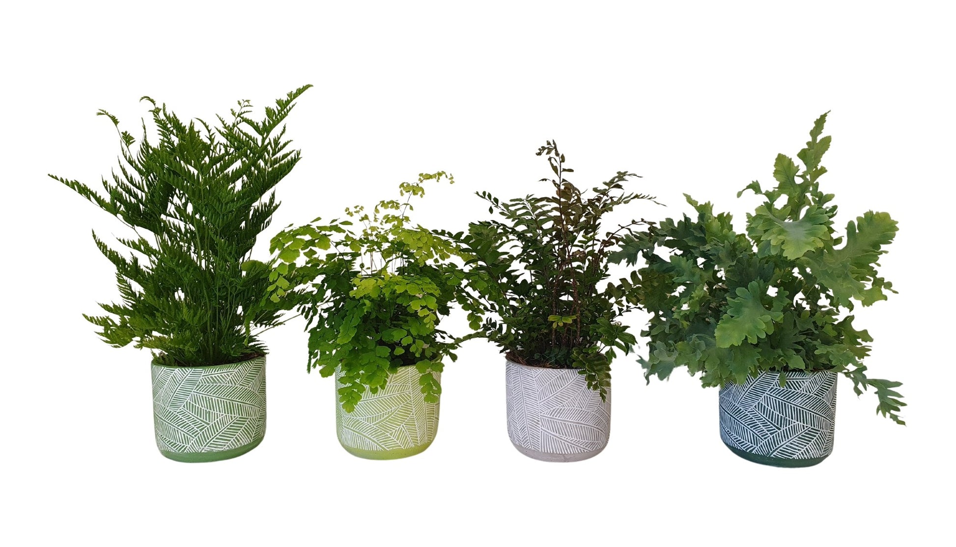 Ferns mix 40cm 12cm Pot