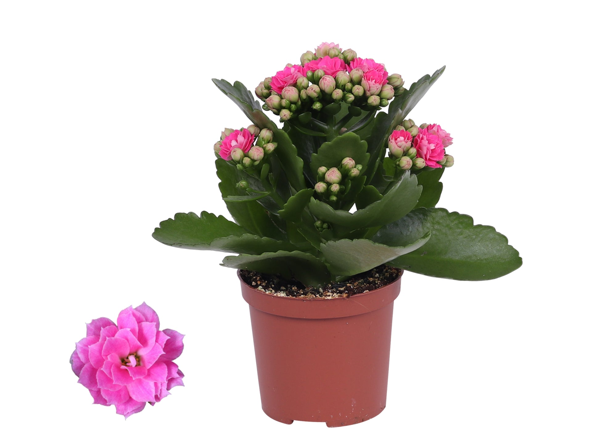 Kalanchoe Rosalina Don Nando 15cm 7cm Pot