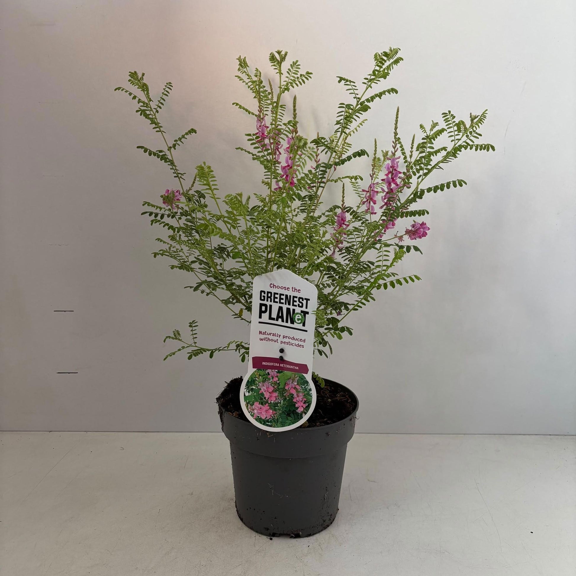 Indigofera heterantha 60cm 17cm Pot
