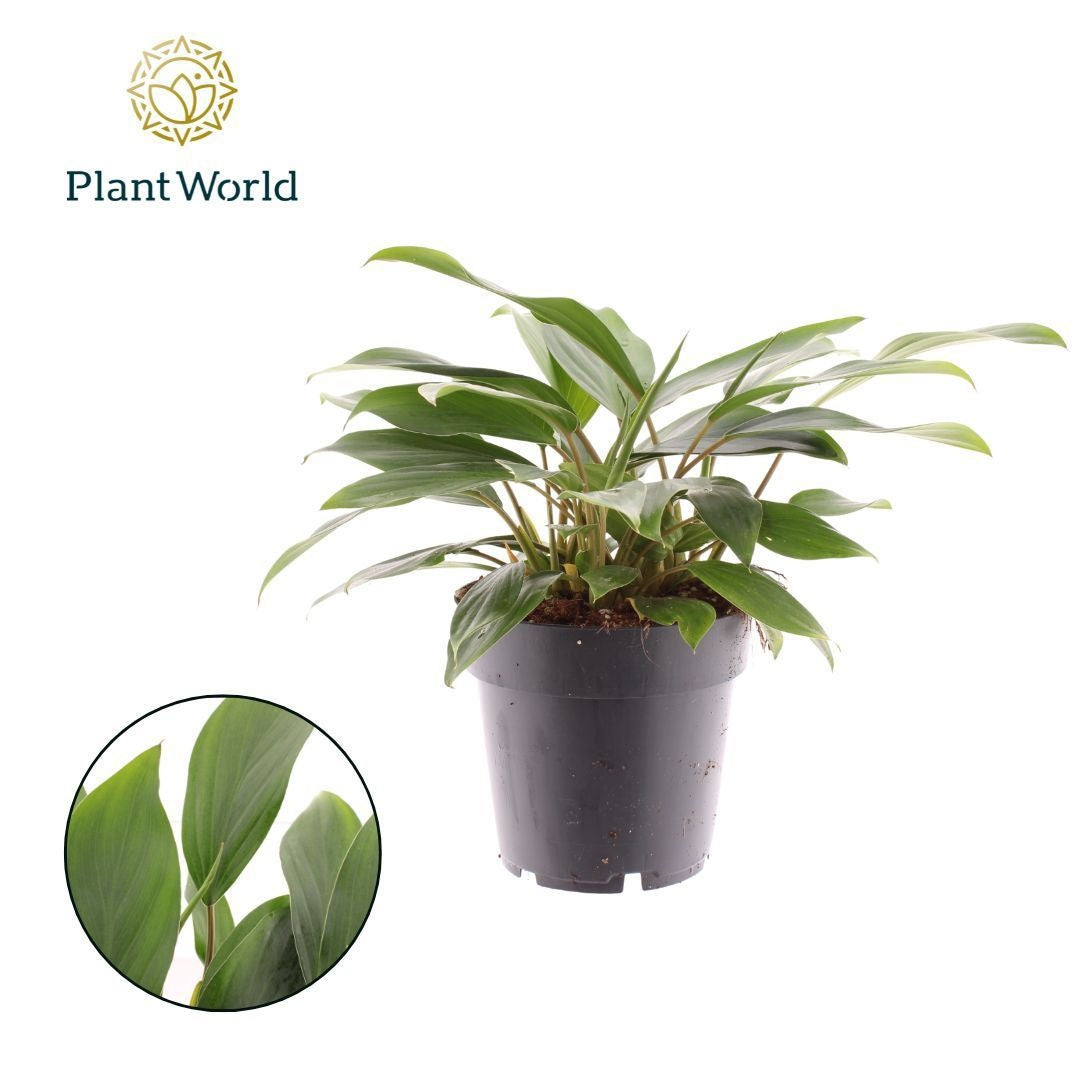 Homalomena Tropical Green 30cm 14cm Pot