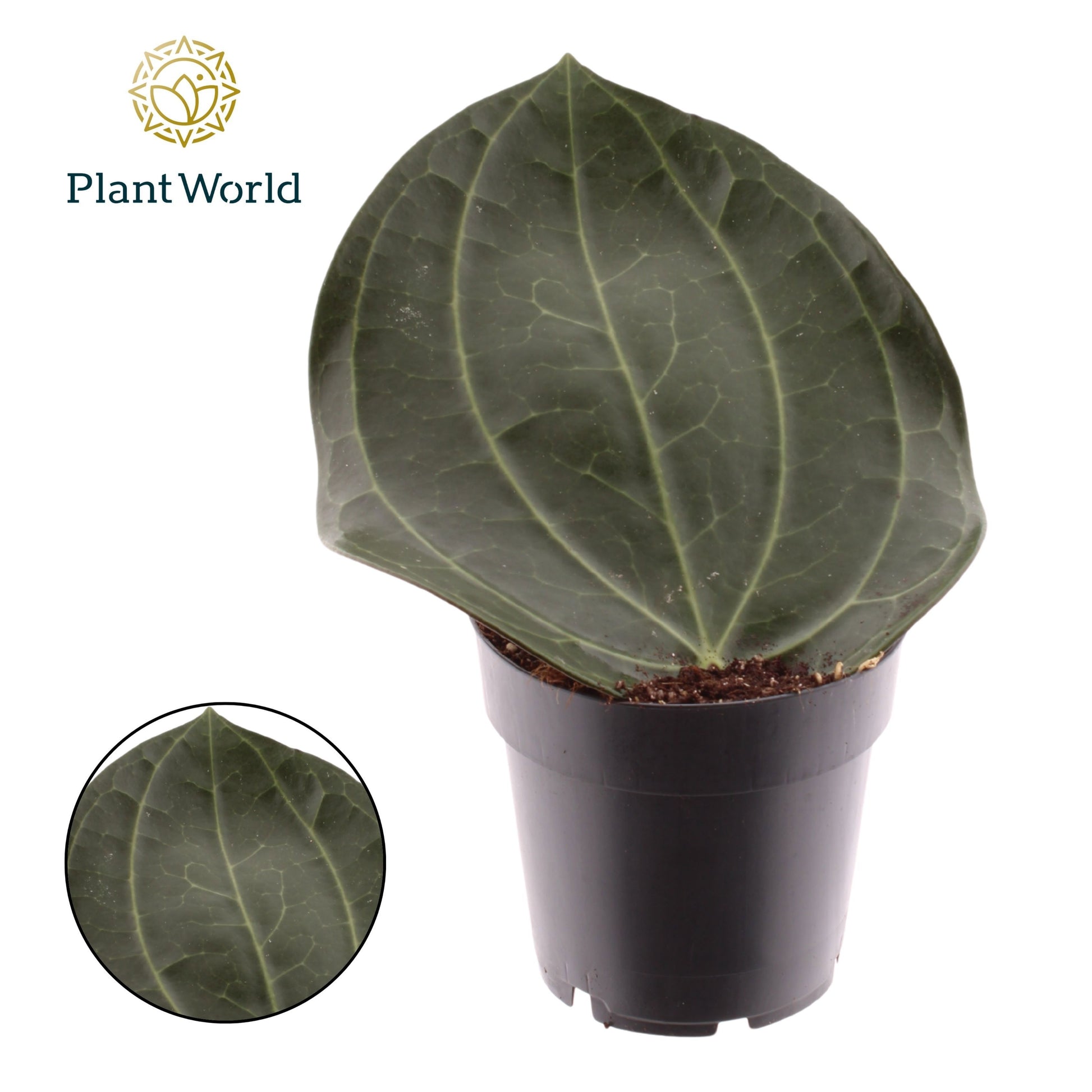 Hoya Latifolia 20cm 14cm Pot