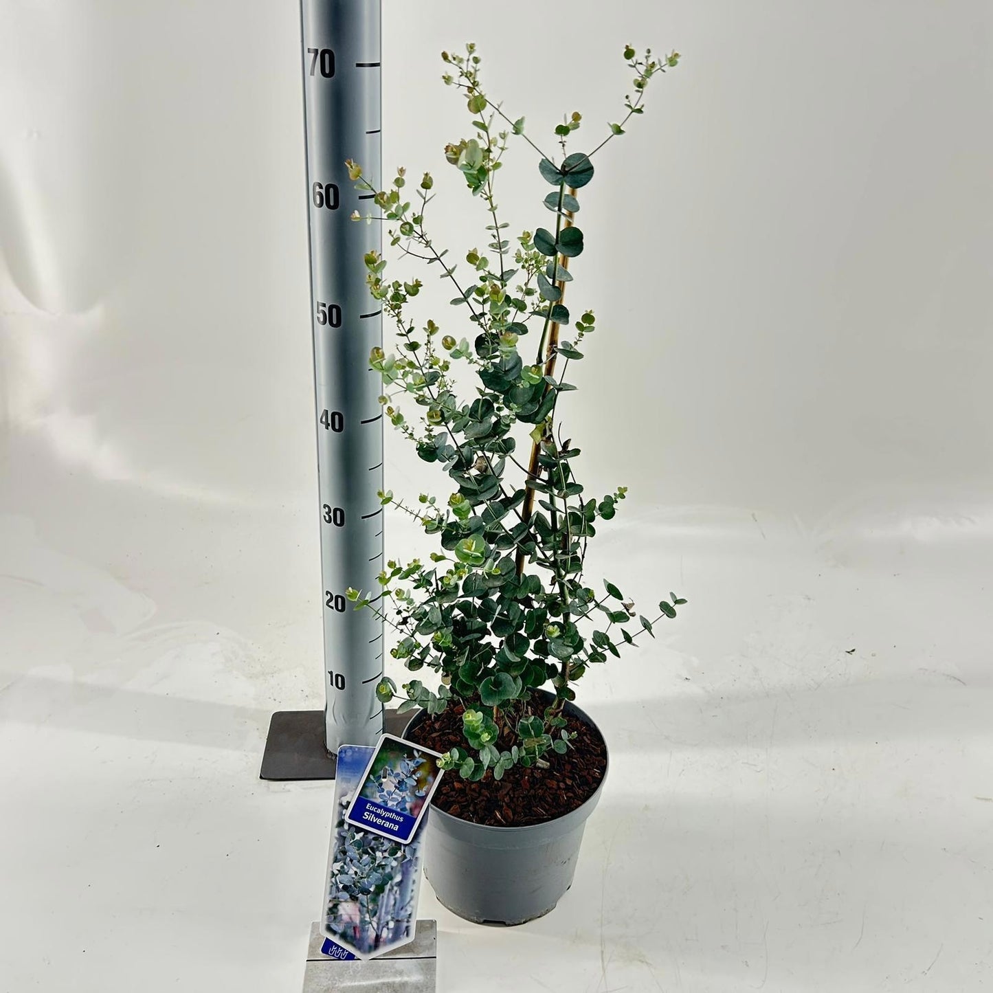 Eucalyptus gunnii 60cm 19cm Pot