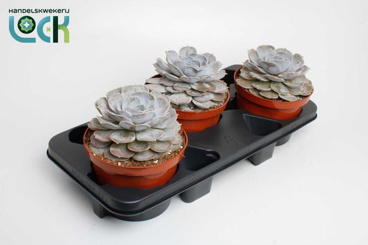 Lock, Handelskwekerij Echeveria runyonii Pack of 3