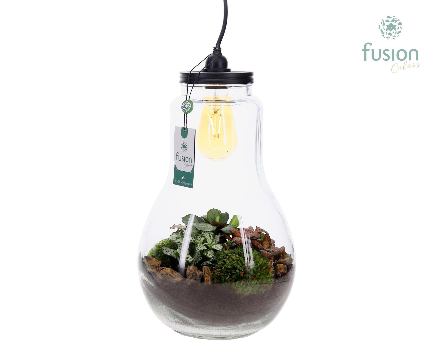 Glas Terrarium XXL met verlichting met Groene Planten 43cm 26cm Pot