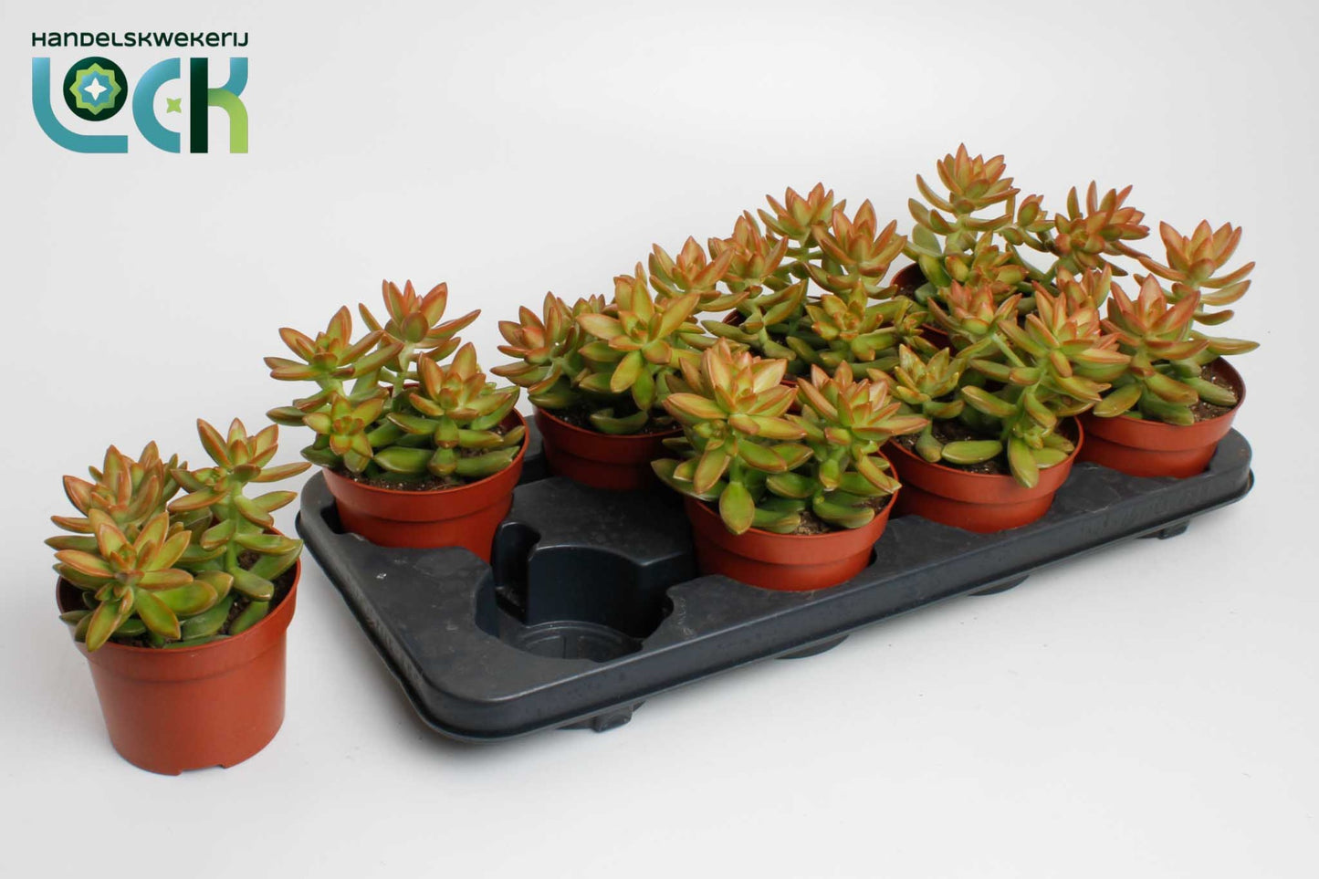 Sedum Adolphii 15cm 12cm Pot