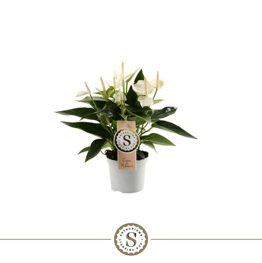 Anthurium White Champion 30cm 9cm Pot