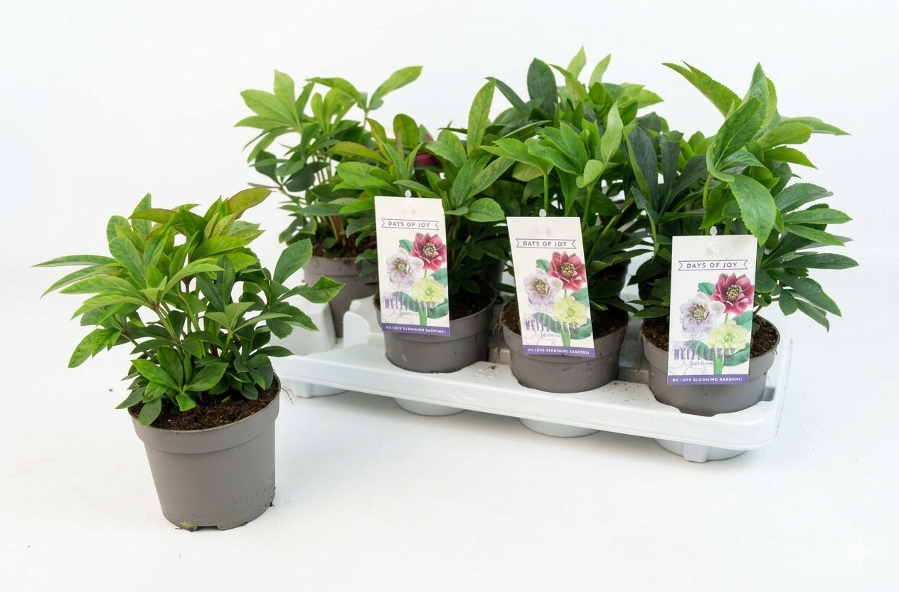 Helleborus orientalis 25cm 13cm Pot