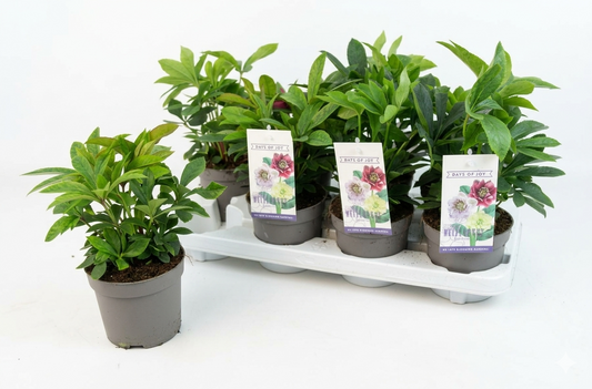 Valk BV Patioplant Helleborus orientalis Pack of 10