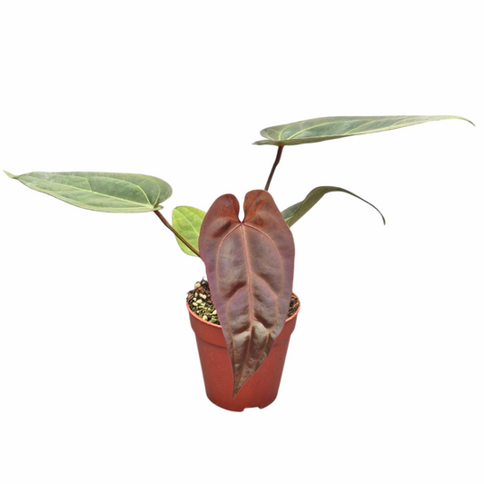 Anthurium andraeanum 15cm 9cm Pot